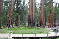 Sequoia Park, Huge sequoias in Yosemite Park Park