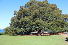 Sights of Sydney, Famous tree in Wentworth Park