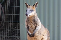 Что посмотреть в Сиднее, Кенгуру в Зоопарке
