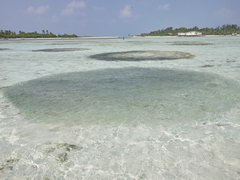 Отели на Мальдивах, косяк рыб у самого берега