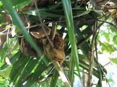 Philippines, Bohol,  things to do, Tarsiers live only in Bohol