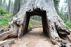 In a giant sequoia chopped a passage, Yosemite Park