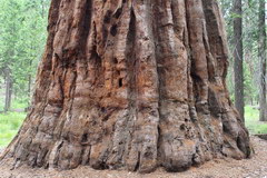 Yosemite Park, Giant sequoia 