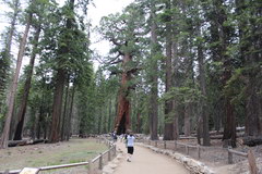 Yosemite Park, Sequoia Park 