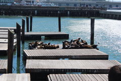 San Francisco, Sea lions on piers 