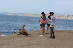 Embankment of La Jolla, Sea lions on the embankment 