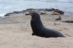 Embankment of La Jolla, Sea lion likes to be photographed 