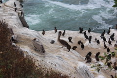 Embankment of La Jolla, Inhabitant of La Jolla 