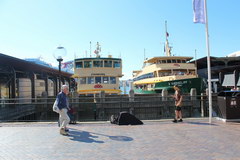 Sights of Sydney, Sydney Ferry Terminal