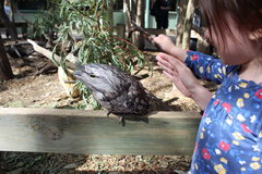 Zoo in Sydney, Some animals can be stroked