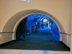 Attractions in Dubai, Tunnel in Dubai aquarium