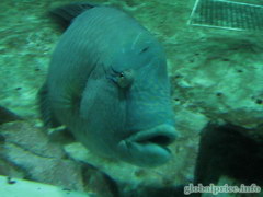 Attracions in Hong Kong, The famous aquarium in Ocean Park