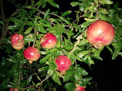 Food prices in Trogir (Croatia), Wild fruits