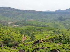 Attracions in India , Tea plantations Munnar