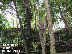 Развлечения и отдых на Бали, Экскурсия в лес обезьян)