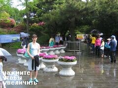 остров Чеджу, Южная Корея, Садик возле лавовой пещеры