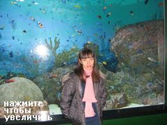Развлечения и аттракционы в COEX Mall в Сеуле, рифовые рыбки в аквариуме