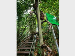 Malaysia, Kota Kinabalu, Signal Hill Trail, Stairs in the jungle