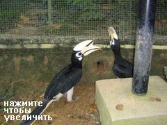 Куала Лумпур (Малайзия), знаменитый Малазийский парк птиц