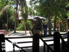 Отдых и развлечения на Пхукете в Таиланде, Шоу слонов в национальном нарке Пукета
