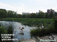 парк уено в токио, Прикольный пруд с птичками, если близко не подходить и не видеть, что это лотосы, то можно подумать, что это болото