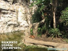 Зоопарк в Токио, Tokyo Zoo