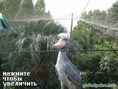 Токийский зоопарк, Птичка четкая, кажется, что  неживая, но она шевелится, я наблюдала